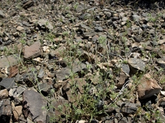 Cryptantha nevadensis