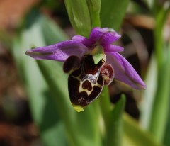 Ophrys homeri