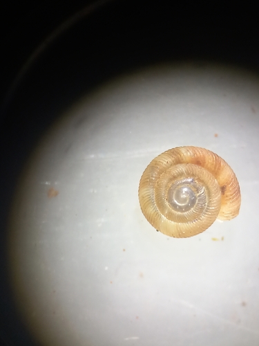 Gonyodiscus rotundatus