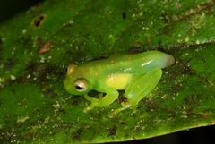 Nymphargus grandisonae