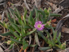 Carpobrotus modestus
