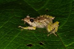 Pristimantis verecundus