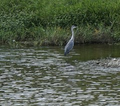 Ardea cinerea