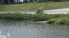 Ardea cinerea