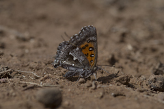 Phasis braueri