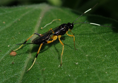Ichneumonidae