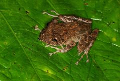 Pristimantis labiosus