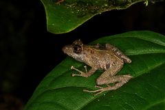Pristimantis muricatus