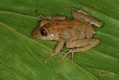 Pristimantis muricatus