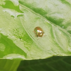 Charidotella succinea