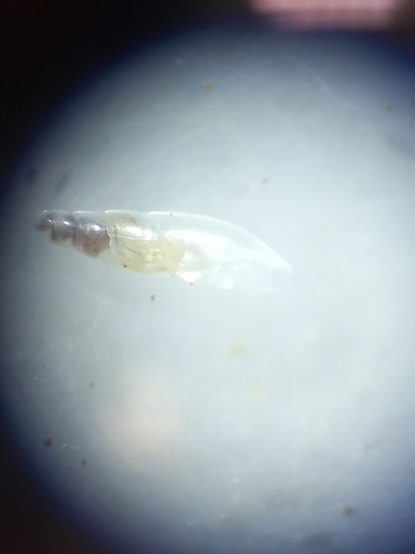 Cecilioides acicula