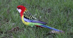 Platycercus eximius