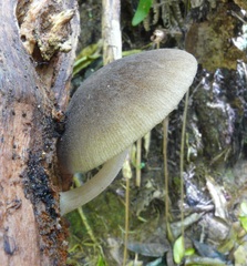 Pluteus minor