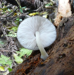 Pluteus minor