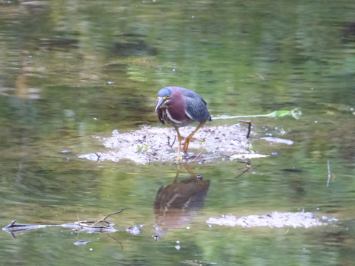 Green Heron photographed in Arkansas