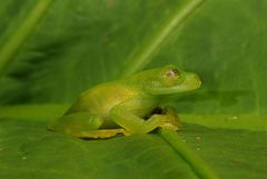 Centrolenidae