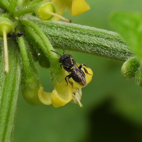 Paratrigona guatemalensis