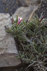 Pachypodium bispinosum