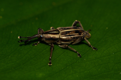 Rhabdoscelus lineaticollis