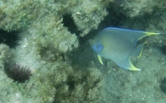 Holacanthus bermudensis