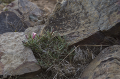 Pachypodium bispinosum