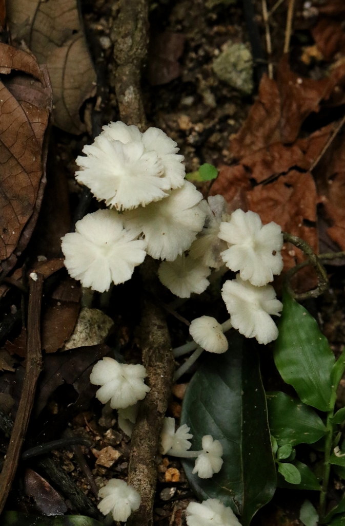 Termitomyces microcarpus