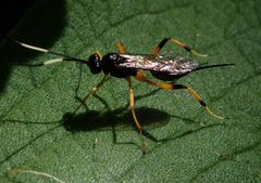 Ichneumonidae
