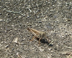 Locusta migratoria