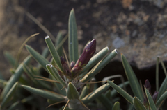 Pachypodium bispinosum