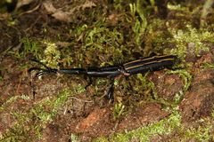 Brentus approximatus