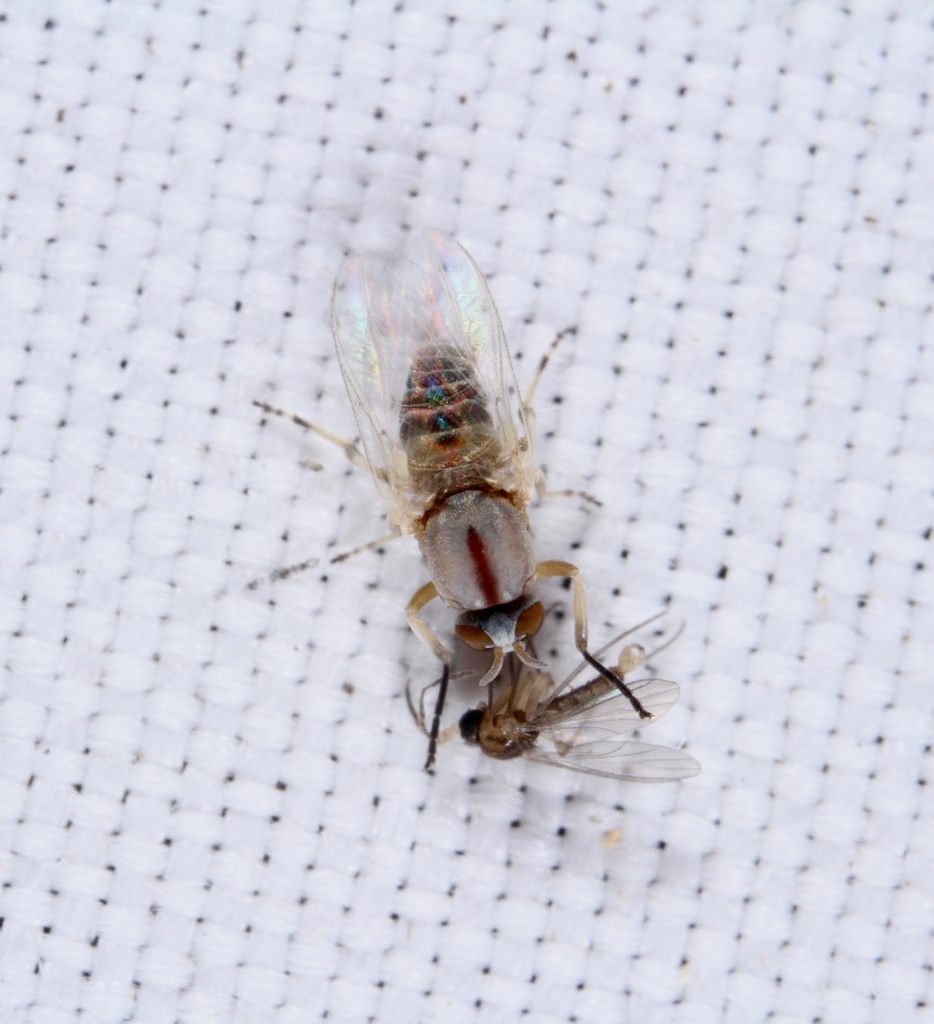 Simulium mediovittatum