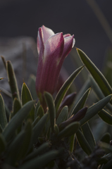 Pachypodium bispinosum