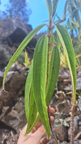 Pendulous Boehmeria (Boehmeria penduliflora)