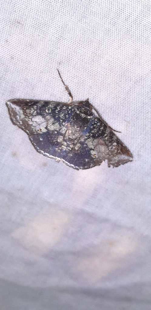 Agyra conspersa