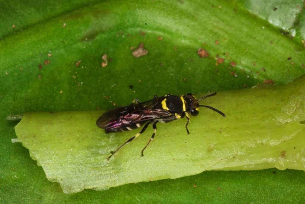 Hylaeana