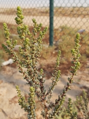 Suaeda vermiculata