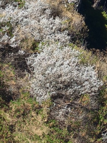 Teucrium heterophyllum, photograph 5