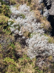 Teucrium heterophyllum, photograph (c) Vítor Jorge, some rights reserved (CC BY)