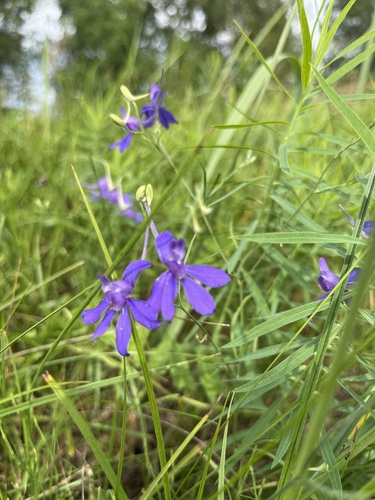 Forking Larkspur