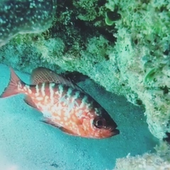 Heteropriacanthus cruentatus