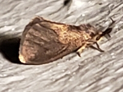 Cryptothelea nigrita