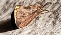 Cryptothelea nigrita