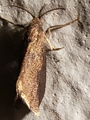 Cryptothelea nigrita