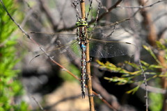 Zosteraeschna minuscula