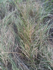 Poa arachnifera