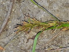 Carex capensis