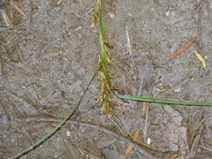 Carex capensis