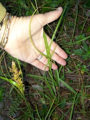 Carex capensis