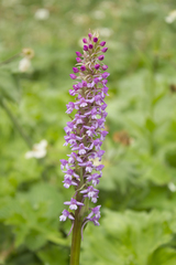 Gymnadenia