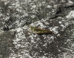 Locusta migratoria
